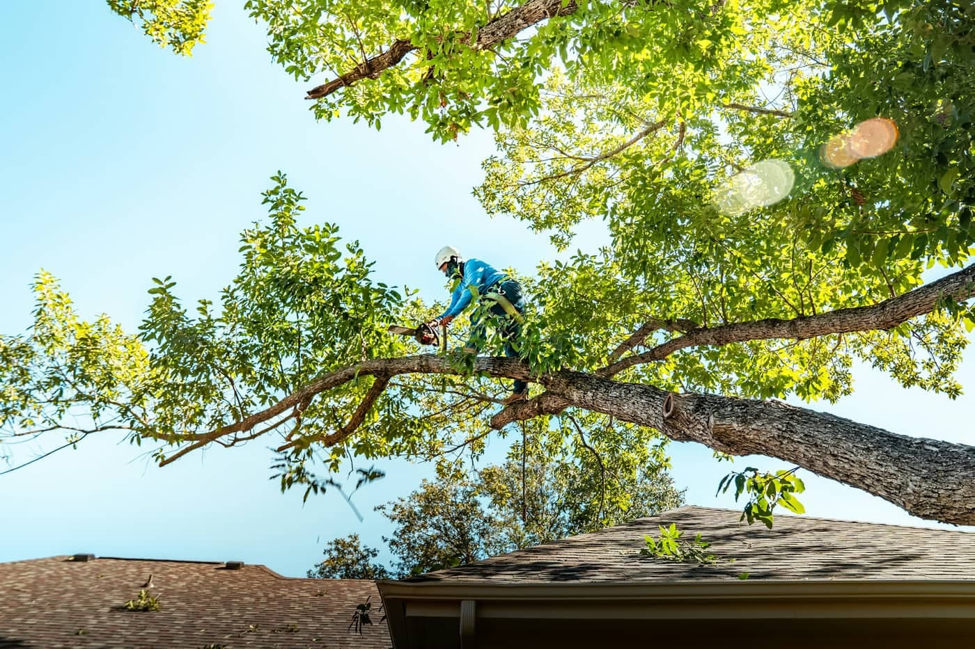 Wise Cut Tree Services